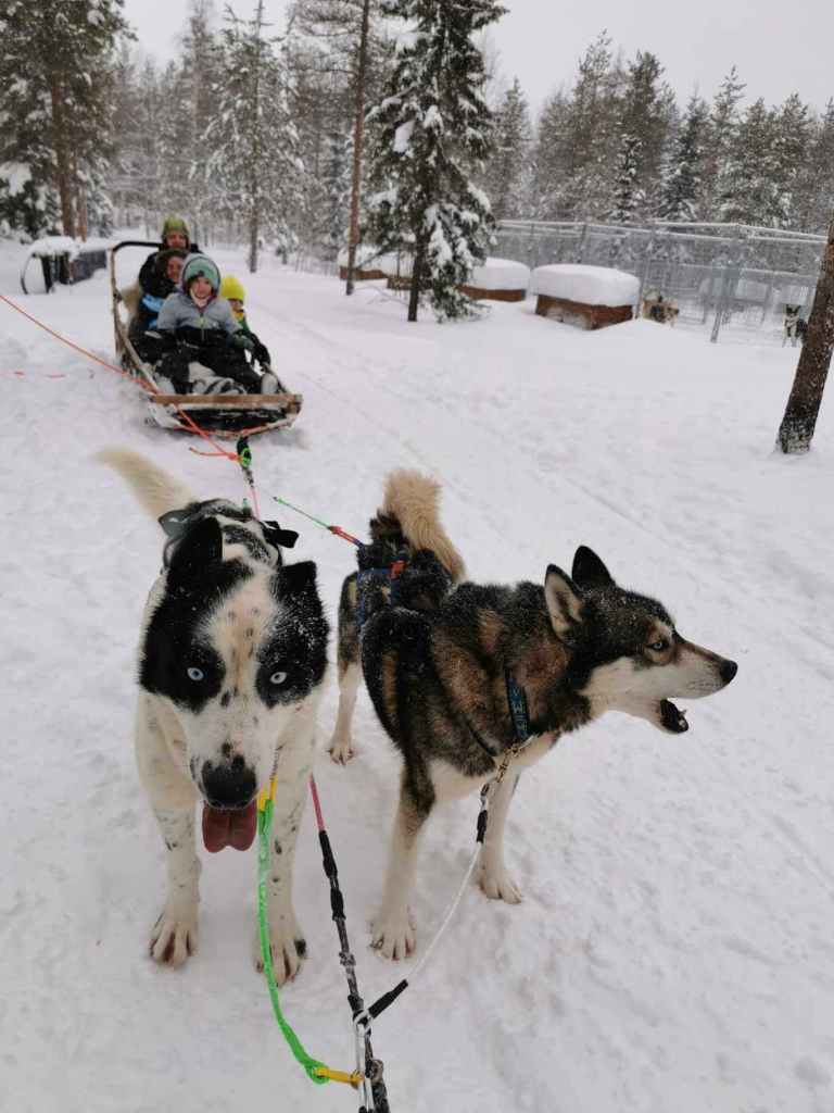 Two husky dogs pulling a sled