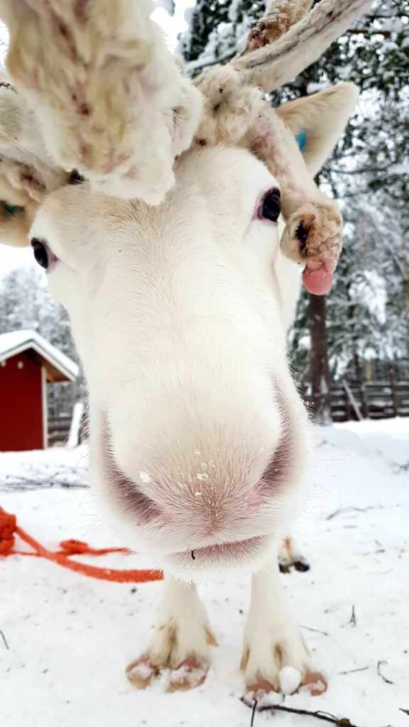 A close photo of a white reindeer