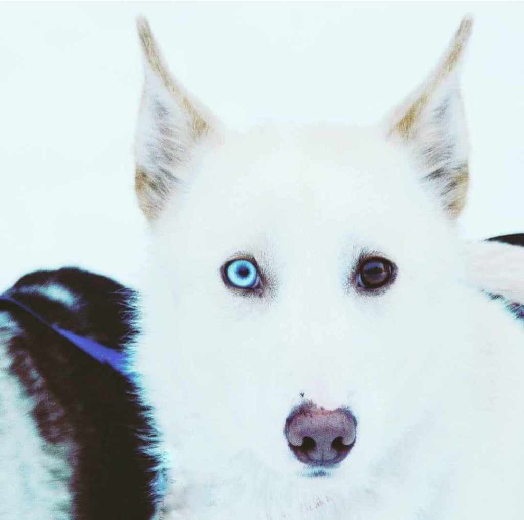 A white husky dog